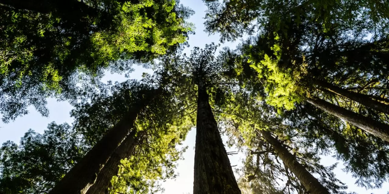 Ecología: ¿Qué factores ambientales aumentan la biodiversidad?